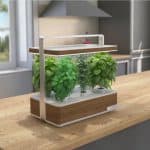 Basile, le jardin d'intérieur pour plantes aromatiques