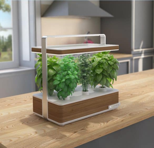 Basile, le jardin d'intérieur pour plantes aromatiques