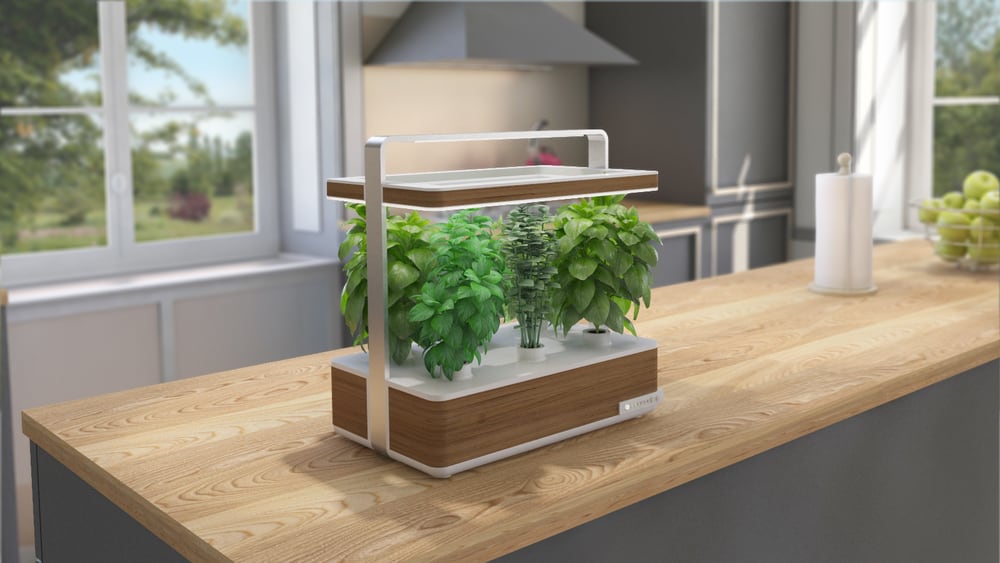 Basile, le jardin d'intérieur pour plantes aromatiques
