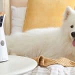 Furbo, une caméra connectée pour chien