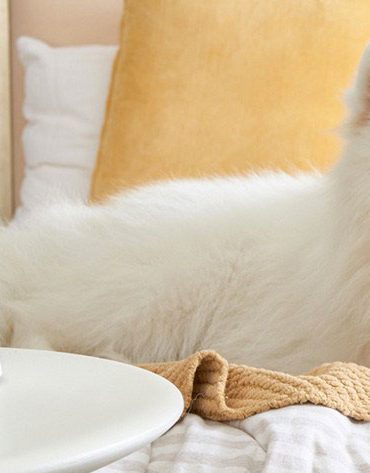 Furbo, une caméra connectée pour chien