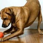 PlayDate, la balle connectée pour chiens et chats