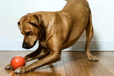 PlayDate, la balle connectée pour chiens et chats