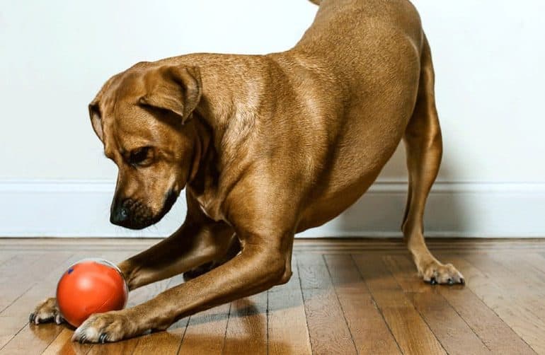 PlayDate, la balle connectée pour chiens et chats