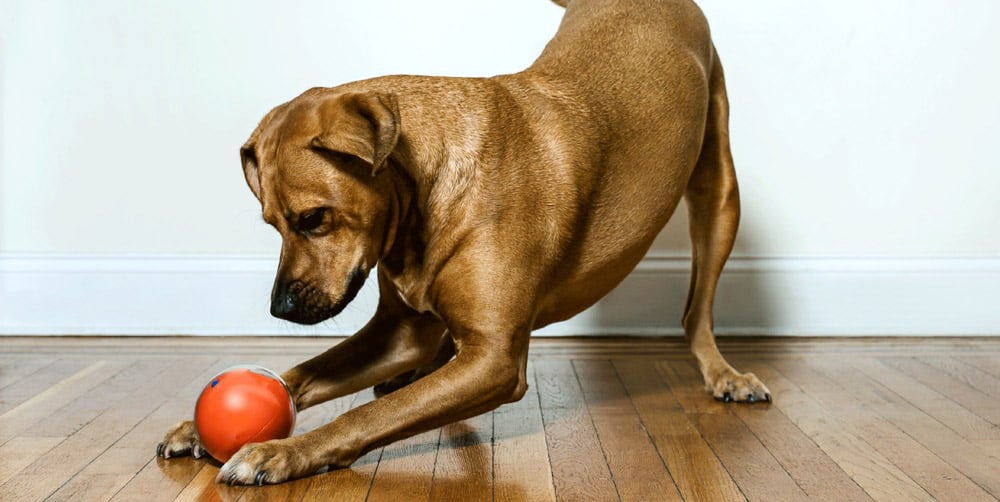 PlayDate, la balle connectée pour chiens et chats