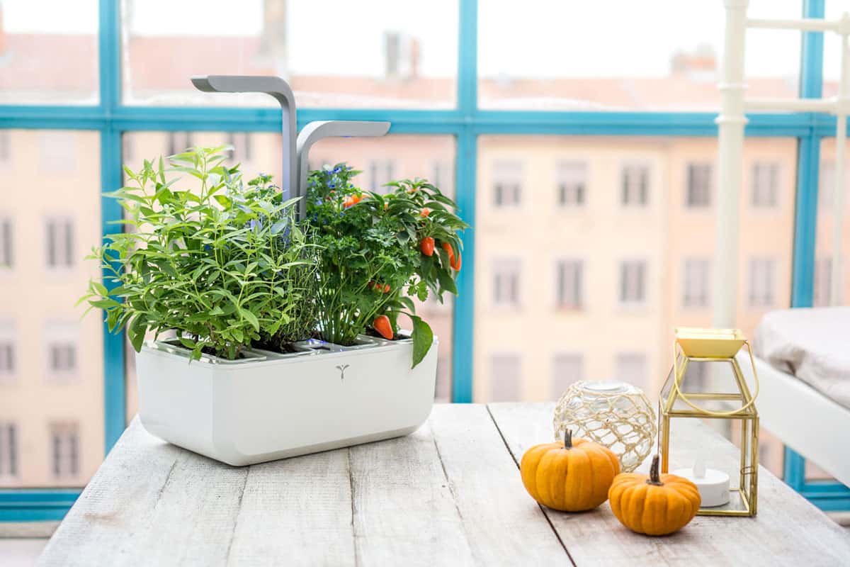 Potager d'intérieur véritable classic