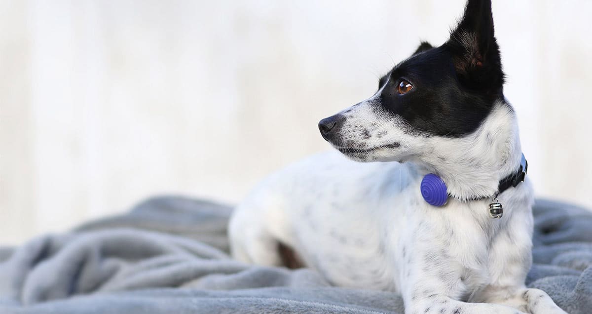 Canhe-Fit, l'objet connecté qui prend soin de votre chien ou votre chat