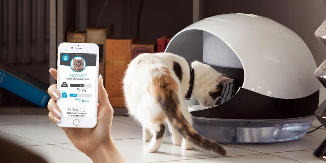 Catspad : distributeur connecté de croquette et fontaine à eau pour chat