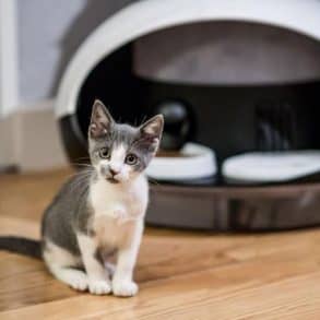 Le distributeur connecté de croquette et d'eau dédié aux chats