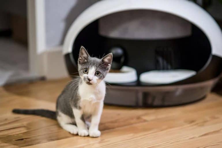 Le distributeur connecté de croquette et d'eau dédié aux chats