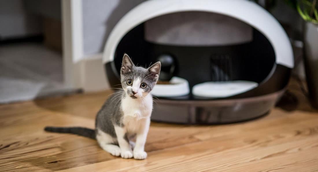 Le distributeur connecté de croquette et d'eau dédié aux chats