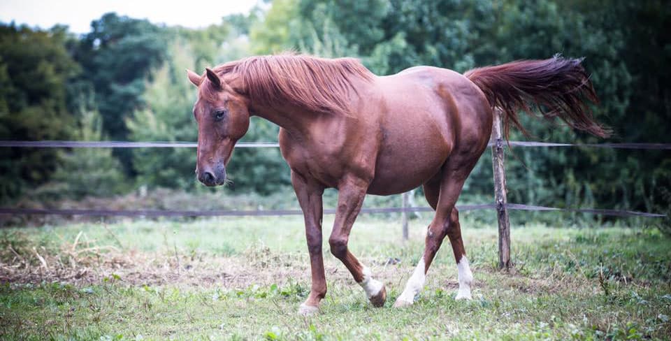 Kavale pour la sécurité à cheval