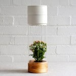 Phabit, le pot de fleur connecté d'un tout autre genre