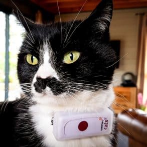 Test complet du collier GPS pour chat Weenect Cats 2