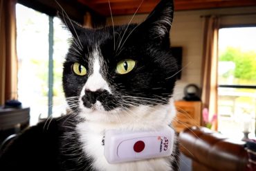 Test complet du collier GPS pour chat Weenect Cats 2