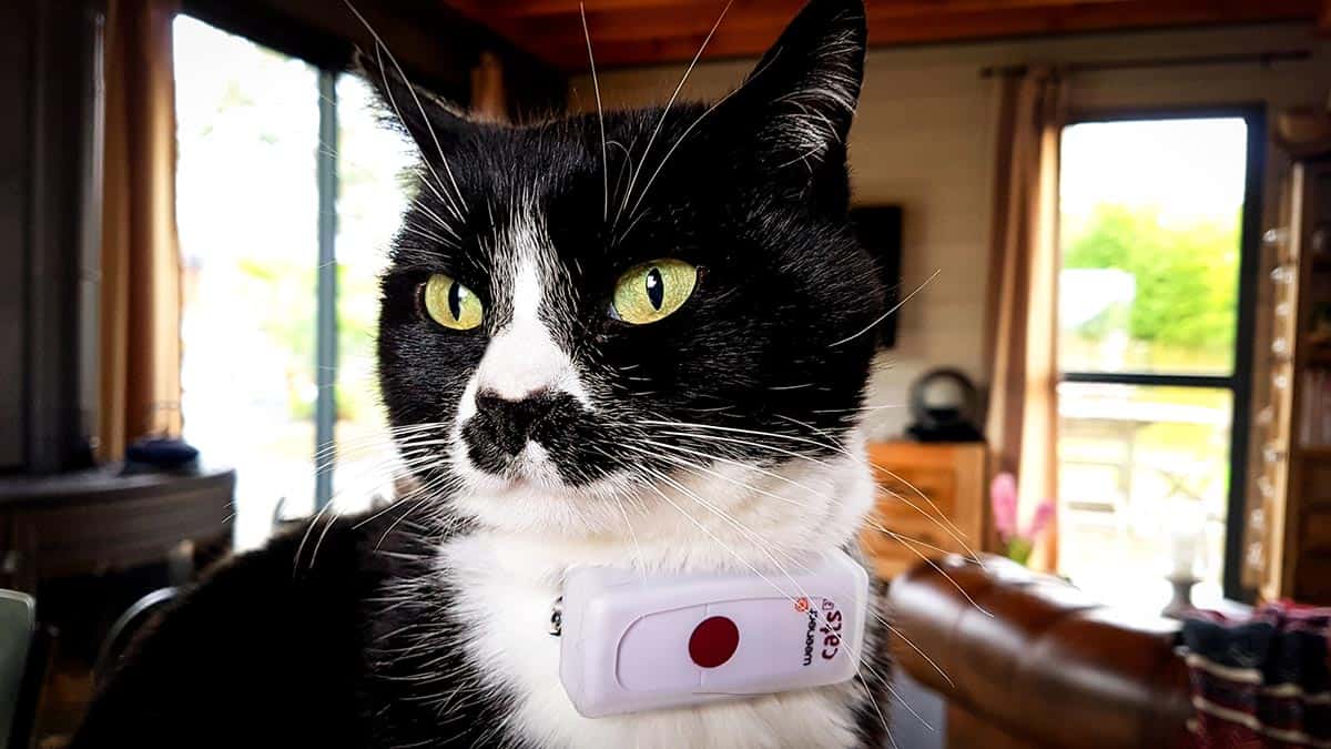 Weenect Cats 2 : Test complet de ce collier traceur GPS pour chat