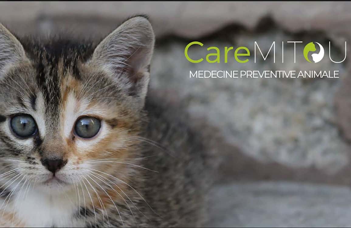 Caremitou, la litière e-santé pour chats