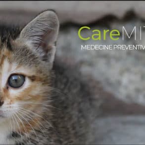 Caremitou, la litière e-santé pour chats
