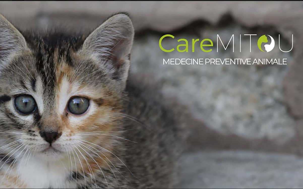 Caremitou, la litière e-santé pour chats