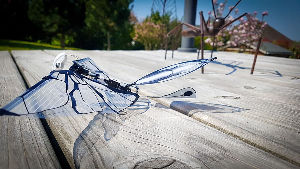 Test de l'oiseau biomimétique radiocommandé MetaFly