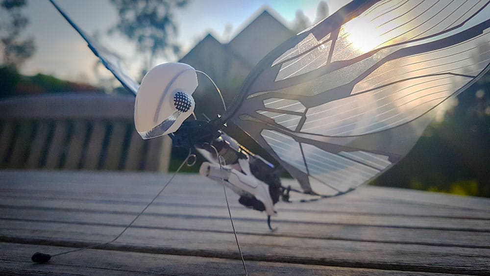 Test de l'oiseau biomimétique radiocommandé MetaFly