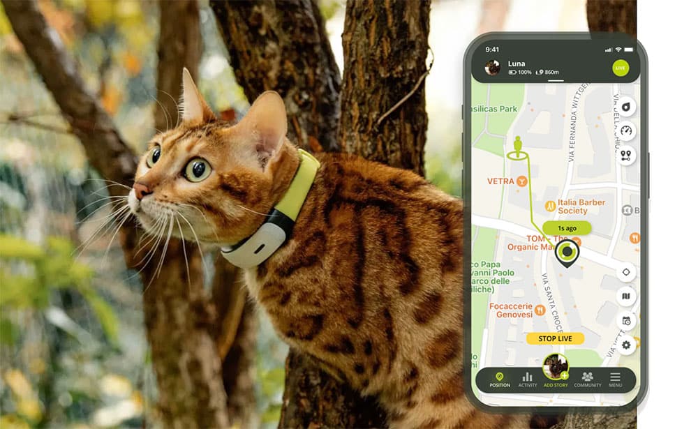Collier GPS Kippy CAT 2 et son application mobile de suivi