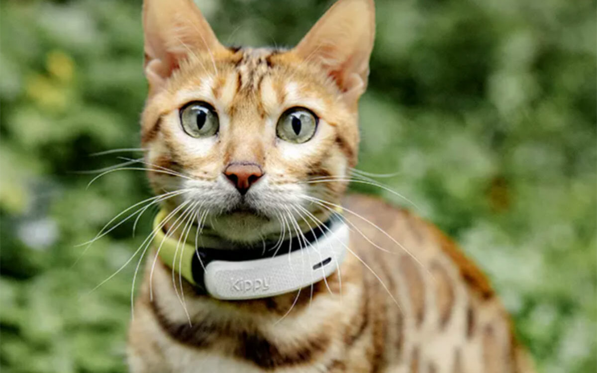 Chat équipé du collier GPS Kippy CAT 2 en exploration extérieure