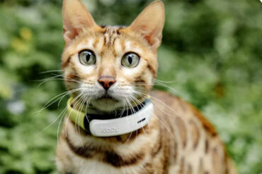 Chat équipé du collier GPS Kippy CAT 2 en exploration extérieure