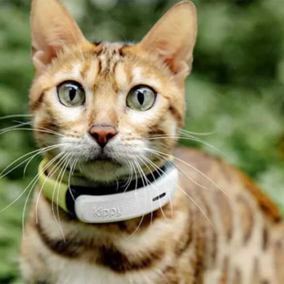 Chat équipé du collier GPS Kippy CAT 2 en exploration extérieure