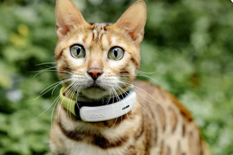 Chat équipé du collier GPS Kippy CAT 2 en exploration extérieure