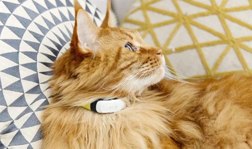 Kippy CAT 2, collier GPS connecté pour chat avec localisation LTE et suivi de santé