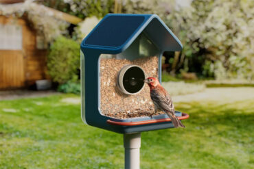 Birdbuddy 2, mangeoire connectée avec panneau solaire dans un jardin