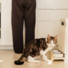 Chat mangeant dans la gamelle inox du distributeur YOMY à reconnaissance IA