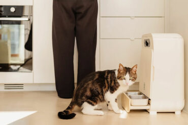 Chat mangeant dans la gamelle inox du distributeur YOMY à reconnaissance IA