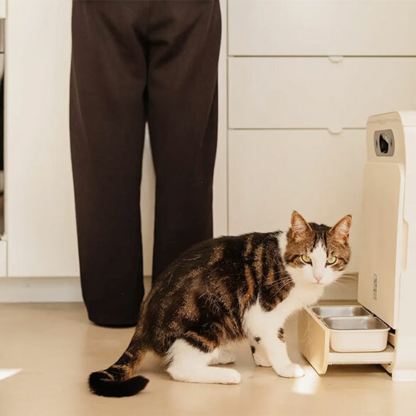 Chat mangeant dans la gamelle inox du distributeur YOMY à reconnaissance IA