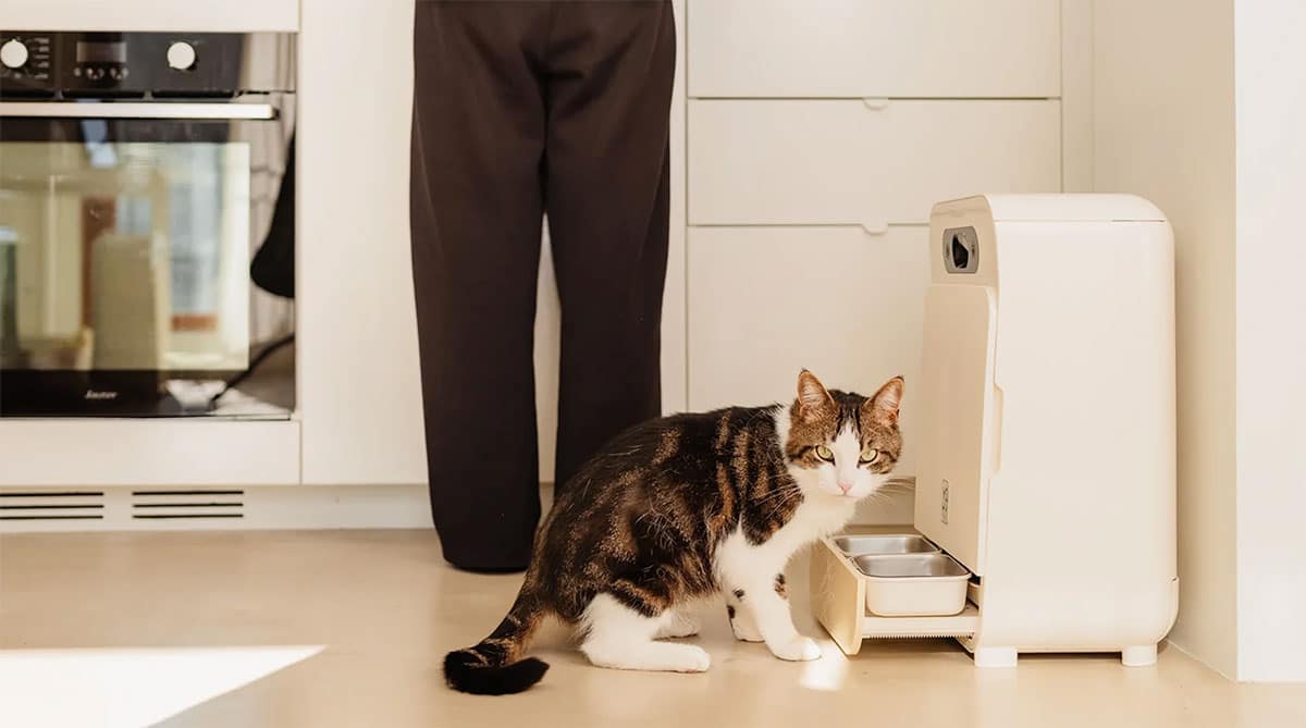 Chat mangeant dans la gamelle inox du distributeur YOMY à reconnaissance IA
